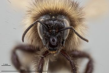 Media type: image;   Entomology 592331 Aspect: head frontal view